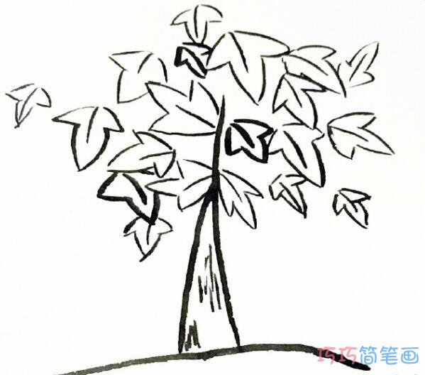 漂亮枫树怎么画枫树的画法简笔画图片