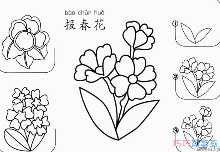 报春花的画法手绘带步骤图 报春花简笔画图片