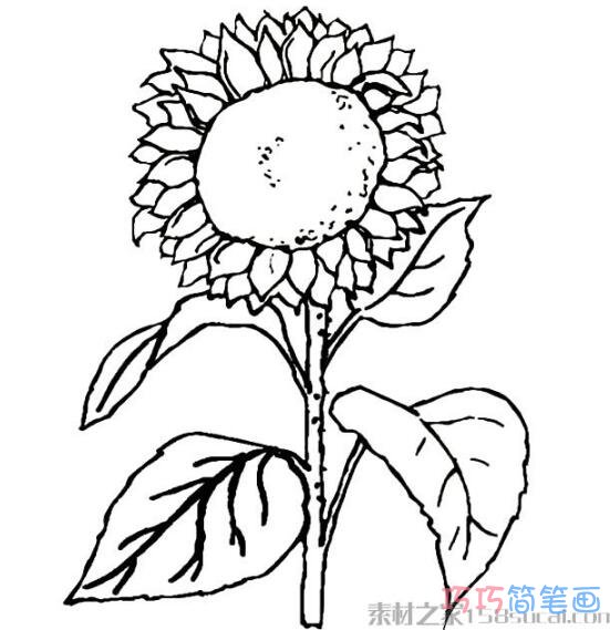今天我们给大家带来的是关于 向日葵的简笔画的画法步骤,小朋友们