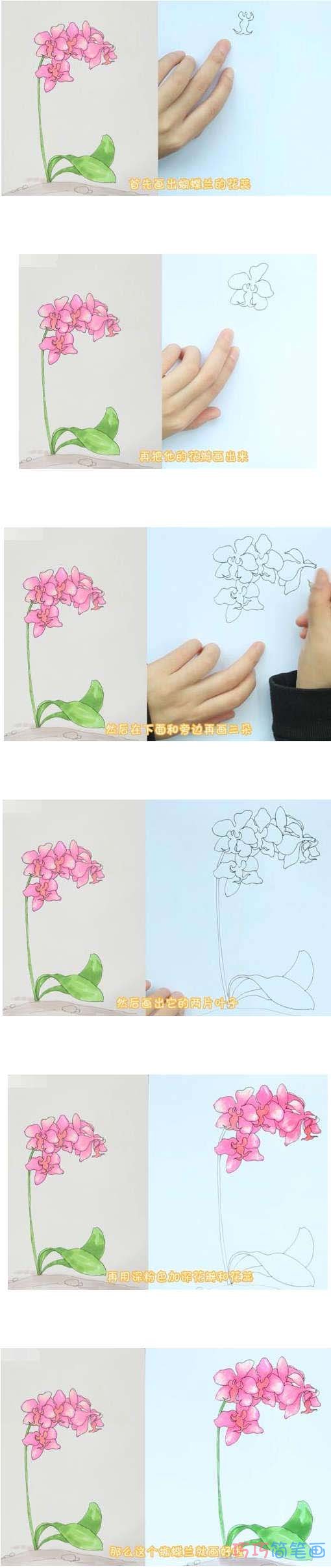 彩色蝴蝶兰简笔画画法步骤教程简单漂亮