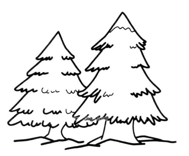 小学生松树的画法两颗松树简笔画图片怎么画