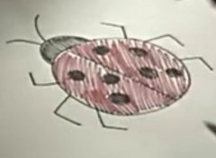 动物简笔画:七星瓢虫