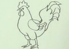 动物简笔画:公鸡的画法