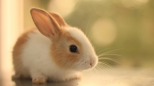 可爱的小白兔