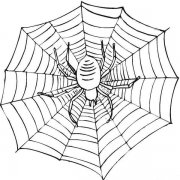 如何画蜘蛛网的简笔画图片:昆虫简笔画
