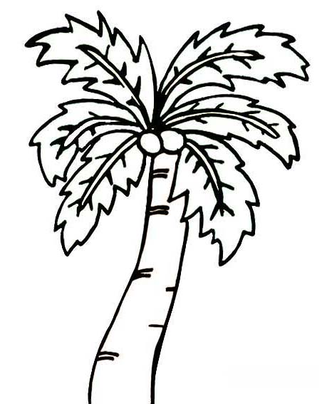 一棵高大的椰子树简笔画图片