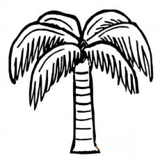 高高的椰子树简笔画图片