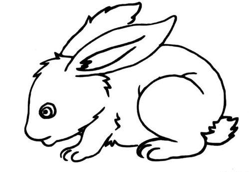 一只可爱的小白兔简笔画图片