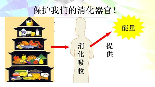 食物的旅行-大班健康教案