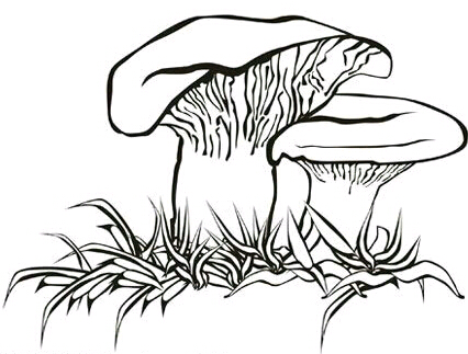 简笔画蘑菇卡通图片