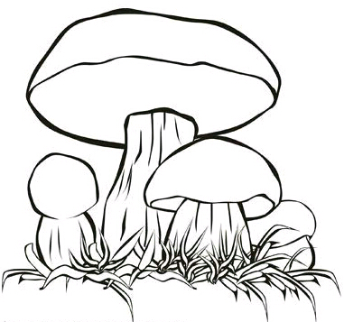 蘑菇的简笔画图片