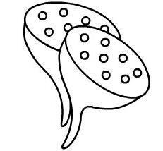 简笔画莲蓬图片