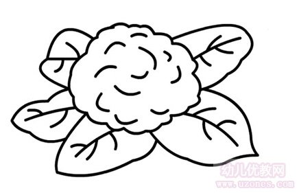 怎么画花菜图片