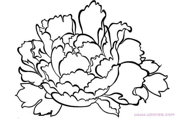 牡丹花的画法简笔画图片大全彩图对照-www.qqscb.com
