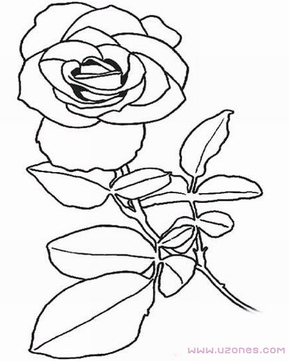 月季花的画法简笔画卡通图片大全素描-www.qqscb.com
