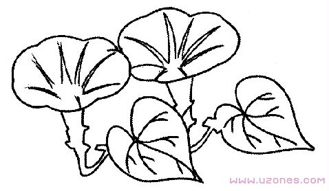 两朵牵牛花的画法简笔画图片大全-www.qqscb.com