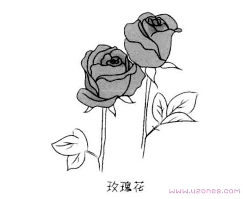 简单漂亮的玫瑰花简笔画图片手绘（铅笔素描）-www.qqscb.com