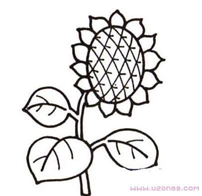 简单漂亮的向日葵简笔画图片手绘(素描铅笔)-www.qqscb.com