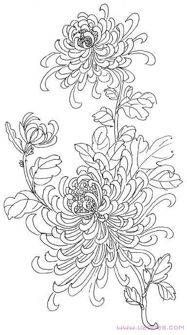 漂亮的菊花简笔画卡通图片手绘(素描铅笔)-www.qqscb.com