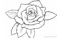 手绘简单漂亮的玫瑰花花瓣简笔画图片