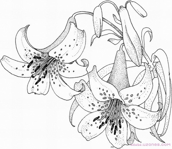儿童手绘百合花简笔画图片大全素描(彩图对照)-www.qqscb.com