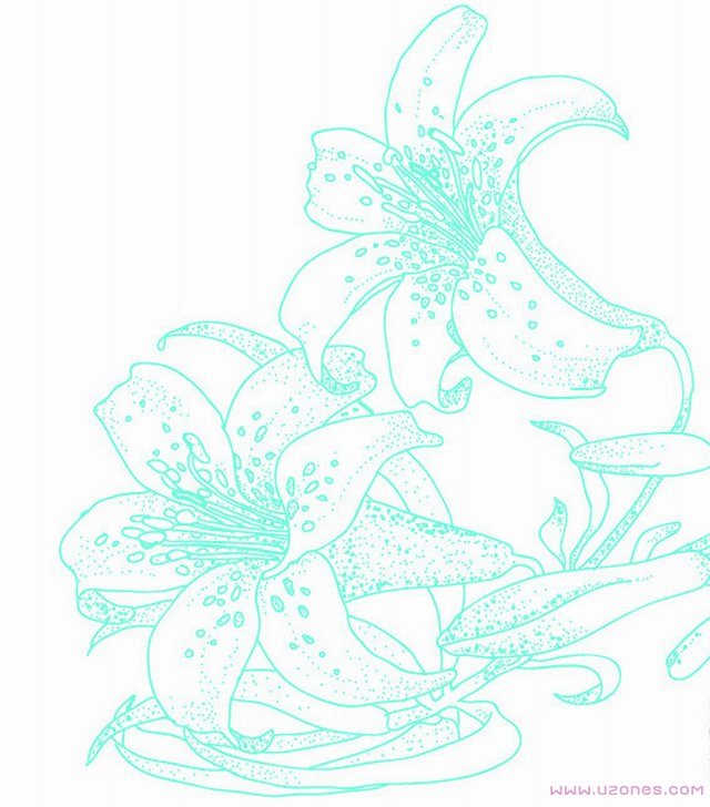 儿童手绘百合花简笔画图片大全素描(彩图对照)-www.qqscb.com