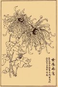 手绘菊花简笔画图片优秀作品