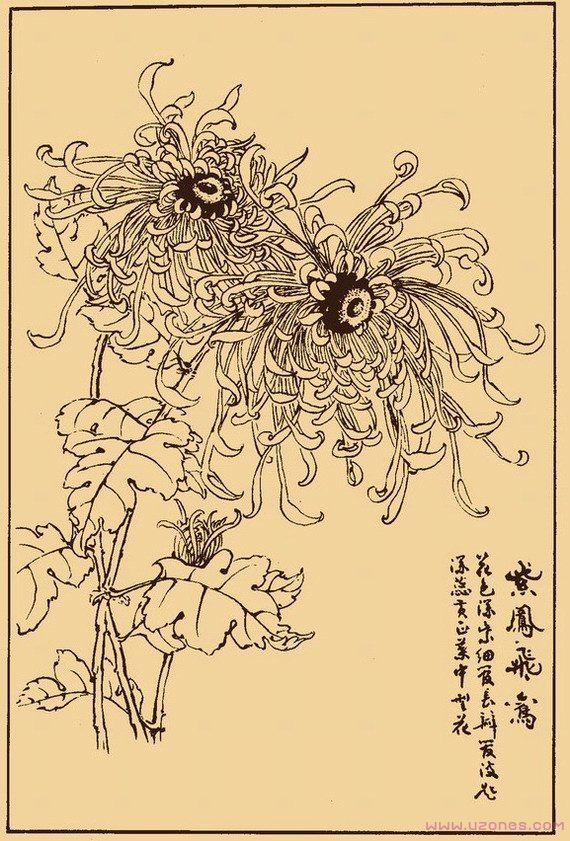 手绘菊花简笔画图片优秀作品-www.qqscb.com