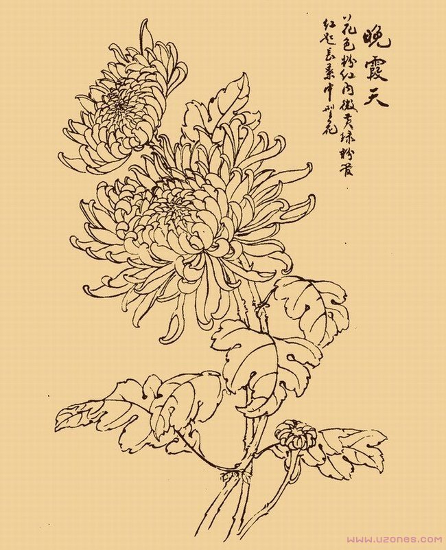 手绘野菊花简笔画素描图片获奖作品-www.qqscb.com