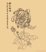 手绘牡丹花简笔画图片素描获奖作品