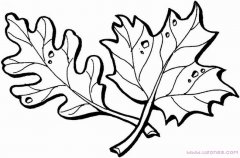简笔画两片树叶的画法手绘图片素描