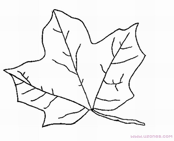 枫树的叶子简笔画图片大全素描-www.qqscb.com