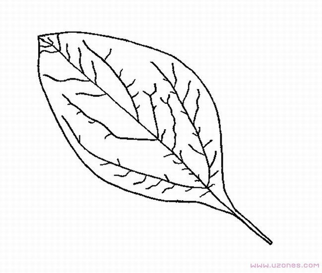 一片片树叶简笔画图片大全素描铅笔-www.qqscb.com