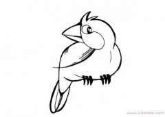 会说话的鹦鹉简笔画图片手绘素描