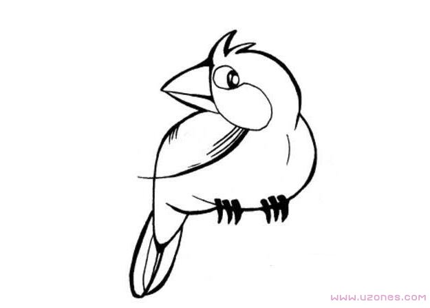 会说话的鹦鹉简笔画图片手绘素描-www.qqscb.com