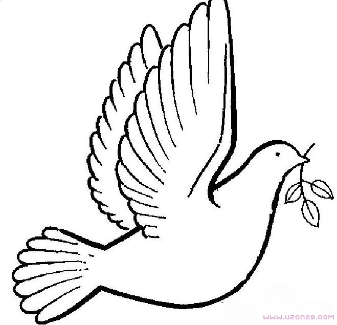 放飞的和平鸽简笔画手绘图片素描-www.qqscb.com