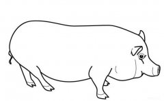 手绘又肥又大的猪简笔画图片素描铅笔