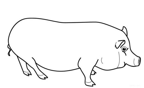 手绘又肥又大的猪简笔画图片素描铅笔-www.qqscb.com