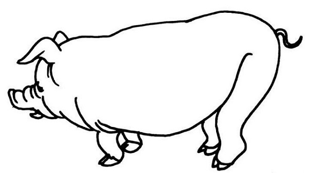 手绘又肥又大的猪简笔画图片素描铅笔-www.qqscb.com