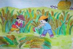 获奖小学生秋天丰收季节儿童画作品＂收割小麦＂