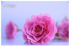 利用皱纹纸DIY手工折纸漂亮的玫瑰花图解教程