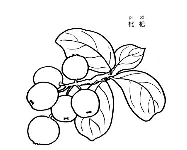 卡通枇杷的画法 枇杷简笔画图片教程素描-www.qqscb.com