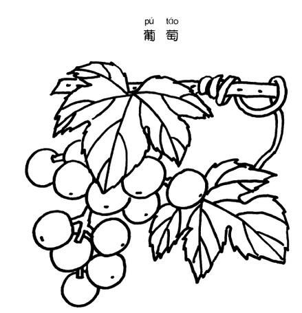 葡萄的茎简笔画图片