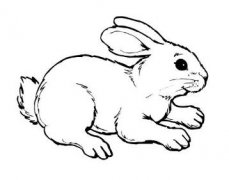 儿童简笔画卡通可爱兔子的画法图片大全素描