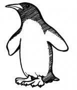 儿童简笔画卡通小企鹅的画法图片大全素描