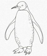 幼儿简笔画企鹅的画法 卡通小企鹅简笔画步骤
