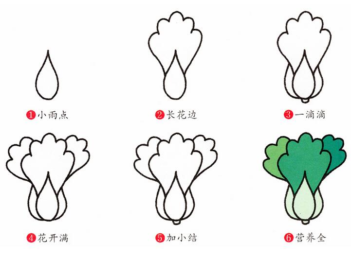 上海青的画法小白菜简笔画图片大全素描彩色-www.qqscb.com