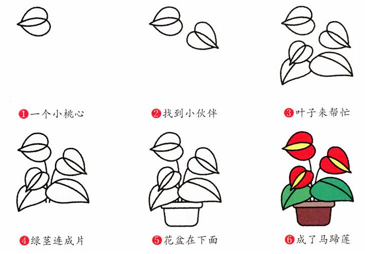 简笔画马蹄莲的画法图片大全素描彩色-www.qqscb.com