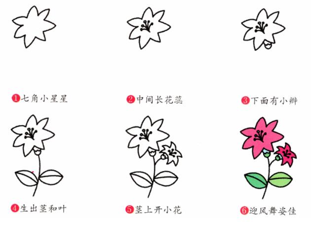 百合花的画法简笔画百合花图片大全彩色-www.qqscb.com