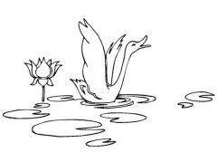 儿童简笔画水中小天鹅的画法图片素描